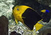 Rock Beauty (Holacanthus tricolor)